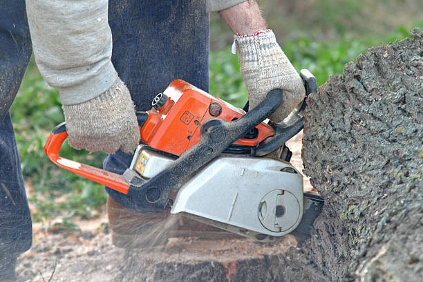 Trusted Markesan, WI Tree Services Experts